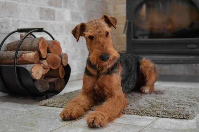 Airedale Terrier lying on floor