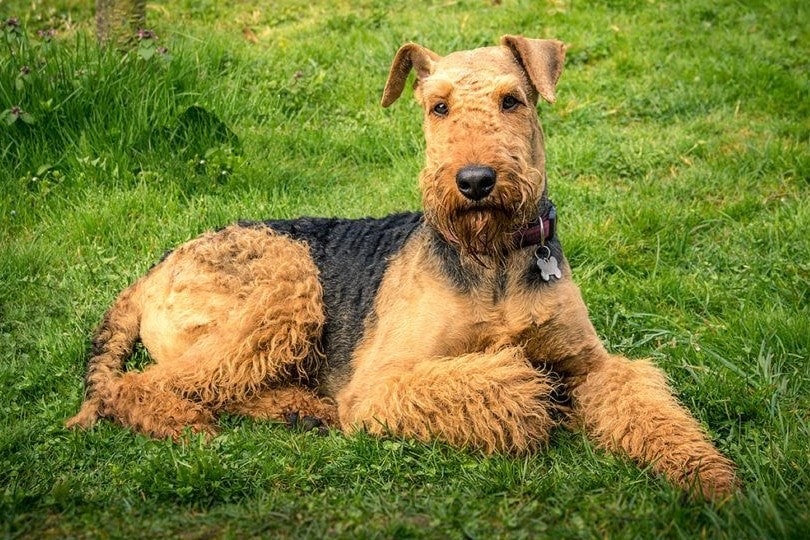 Airedale Terrier on grass