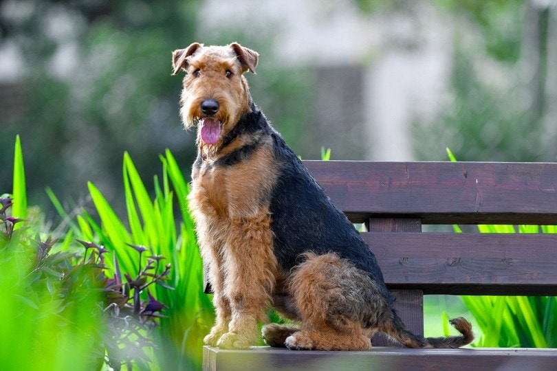Airedale Terrier sitting on bench