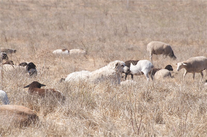 Akbash dog herding sheep