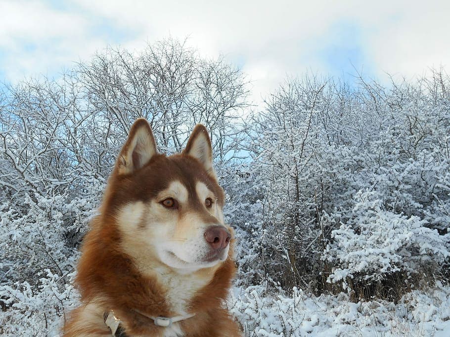Alaskan Malamute
