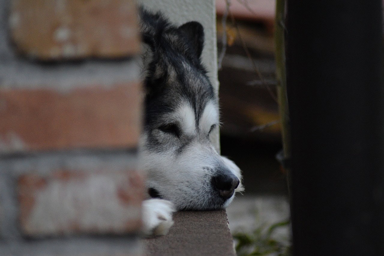 Alaskan Malamute Face