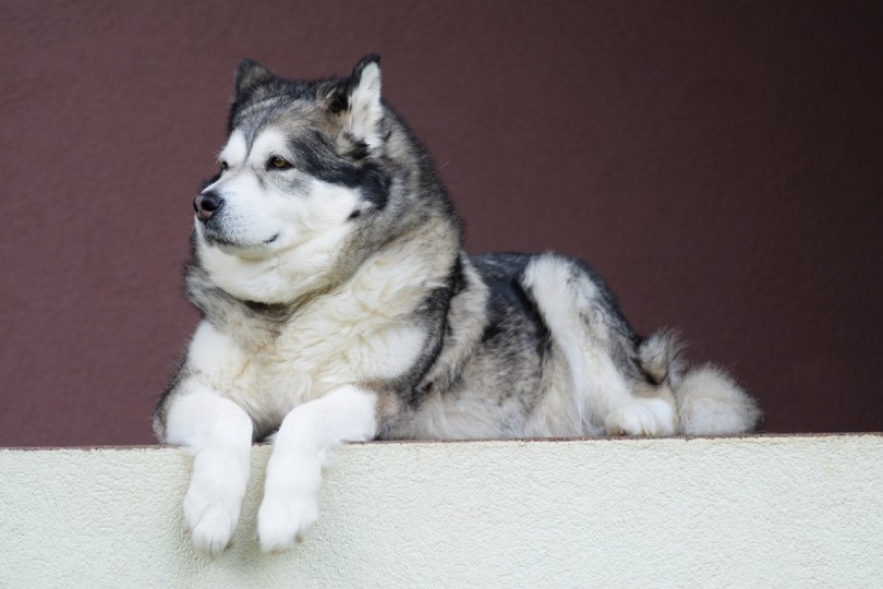 Alaskan Malamute dog lying on concrete