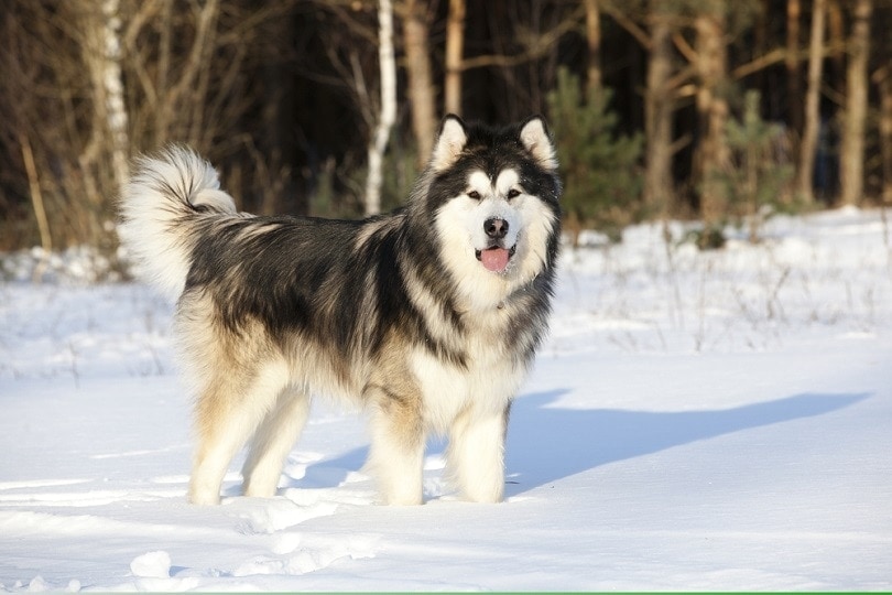 Alaskan Malamute in the snow