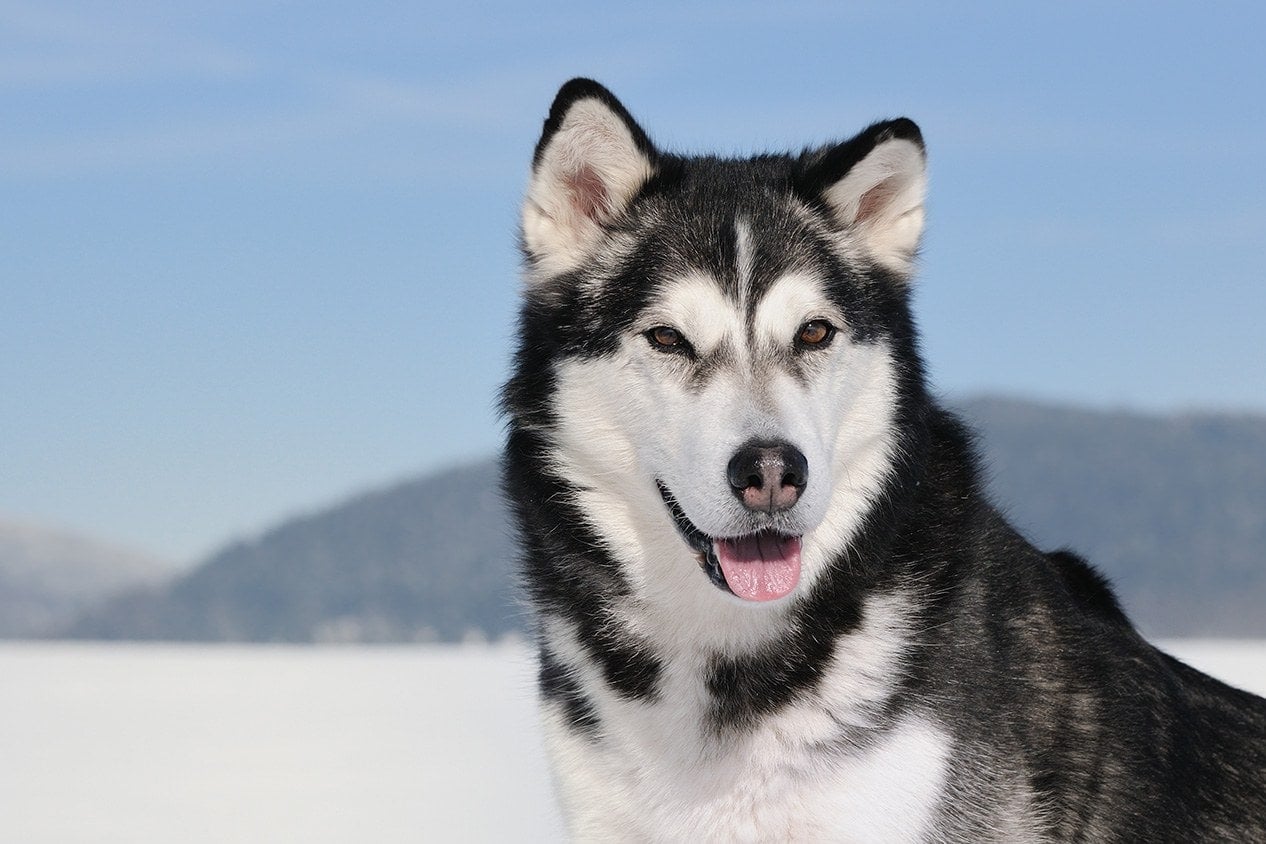 Alaskan Malamute