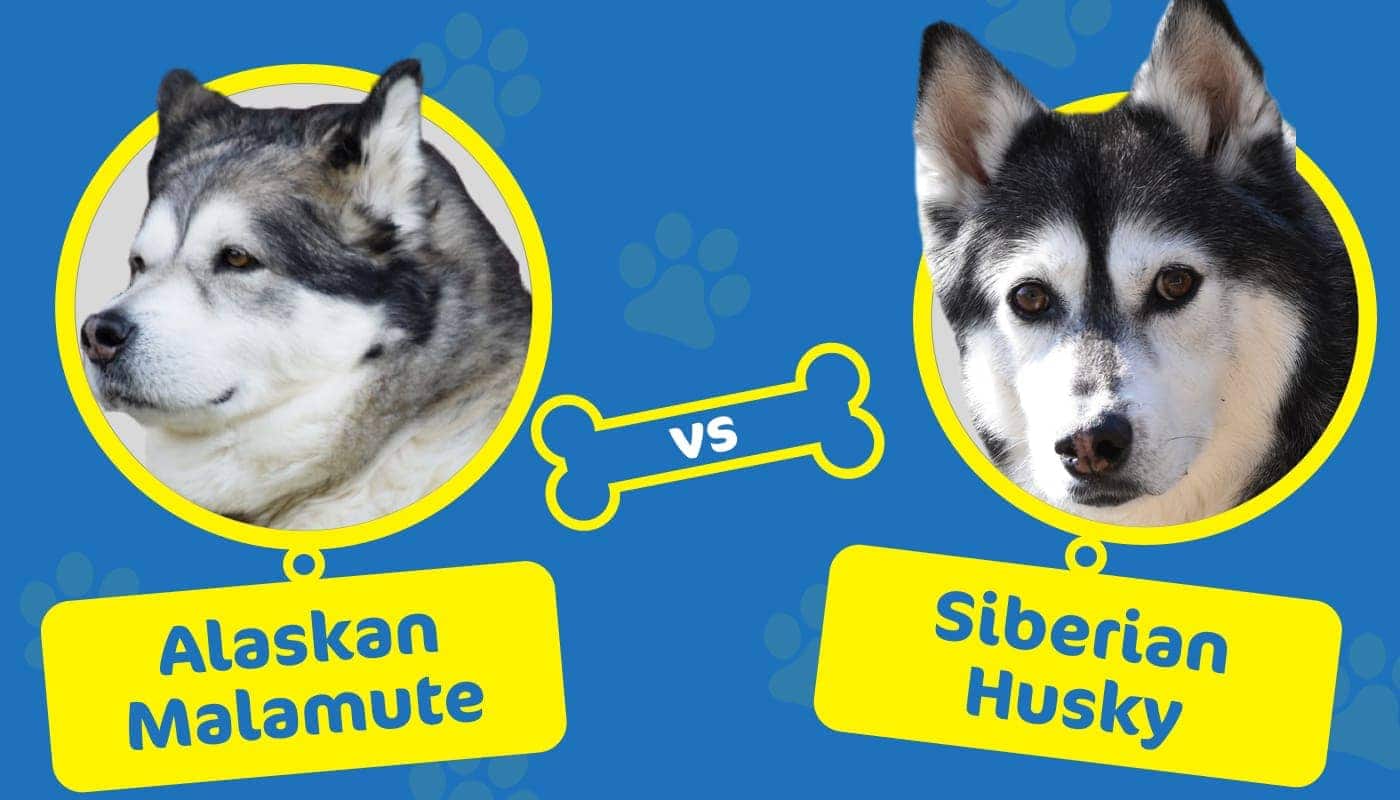 Alaskan Malamute vs Siberian Husky What's the Difference? Hepper