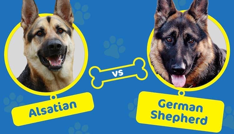 Alsatian vs German Shepherd