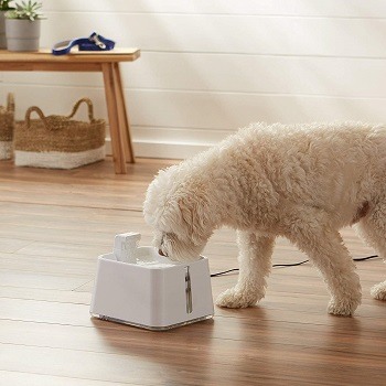 a dog water Fountain