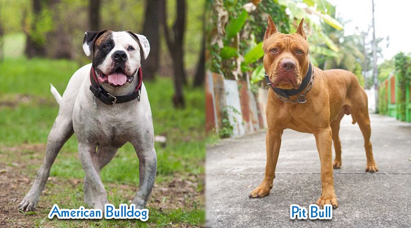 whats the difference between an american bulldog and a pitbull