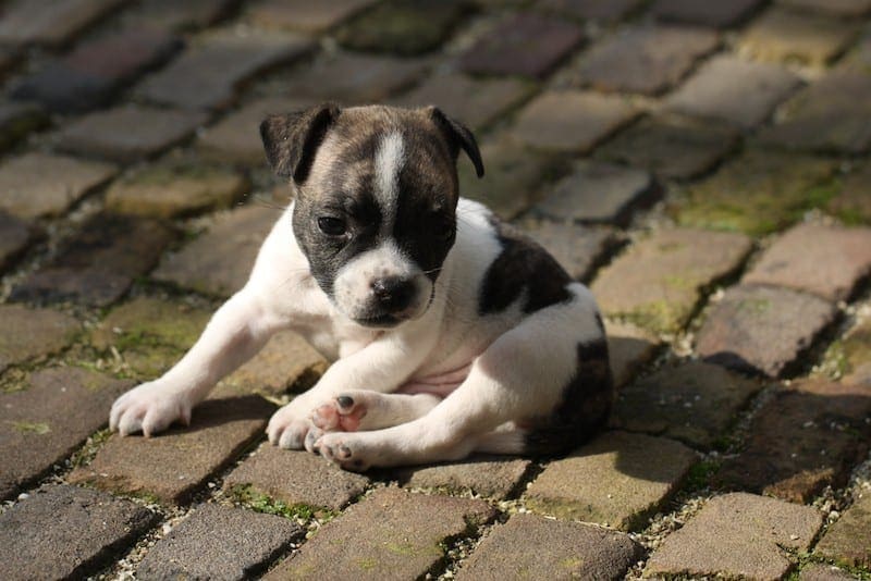 American Bullhuahua puppy dog mix