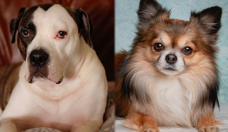 American Bullhuahua