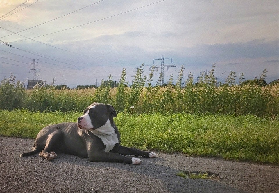 American Bully