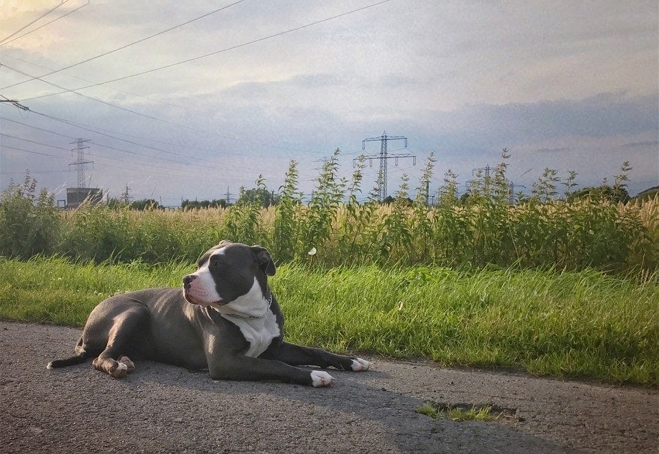 Grey And White Dog Breeds