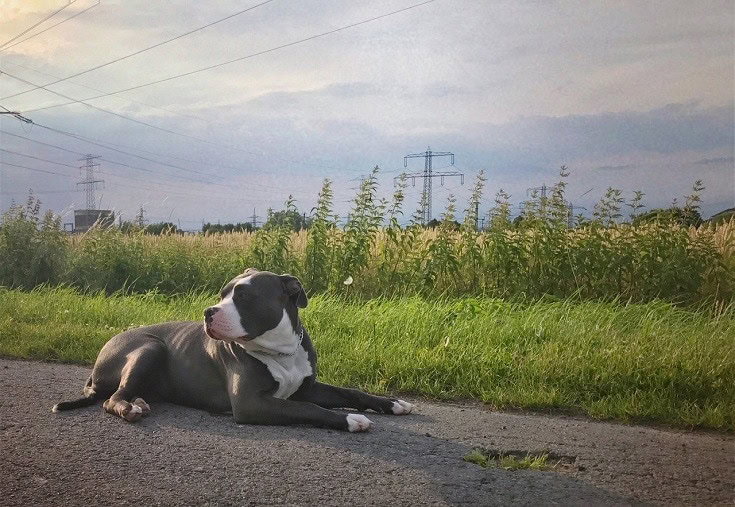 American Bully Dog