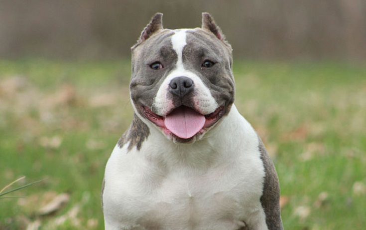 American Bully