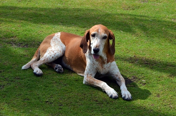 American-English Coonhound resting on grass