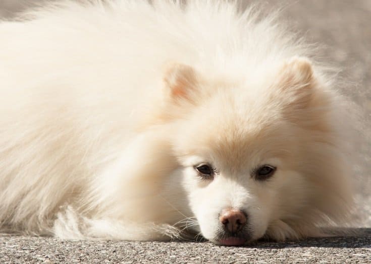 do american eskimo like to cuddle