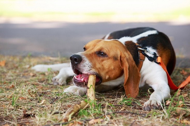 American Foxhound nibbles a stick
