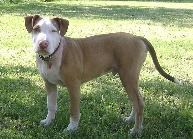 American Pit Bull Terrier Spot