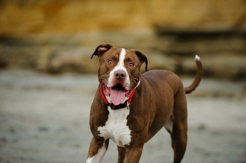 American Pit Bull Terrier at sand beach with bluffs