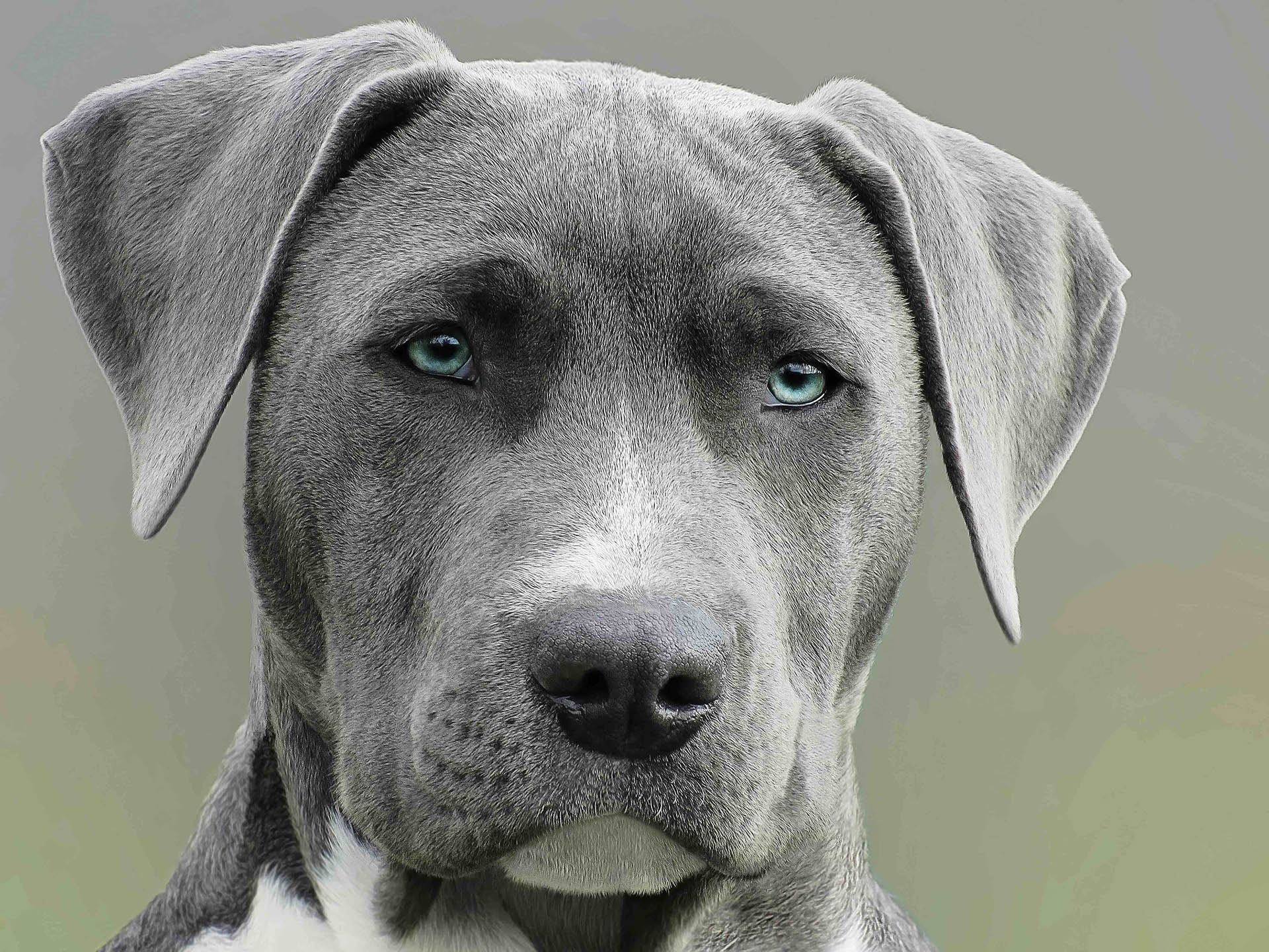 Grey And White Dog Breeds