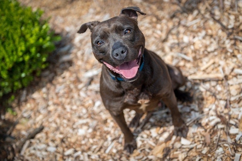 American Staffordshire Terrier on mulch_Shutterstock_Tom Myers