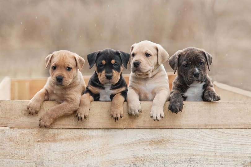 American staffordshire terrier puppies sitting in a box