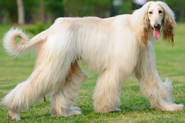 17 Long-Legged Dog Breeds (With Info & Pictures) | Hepper