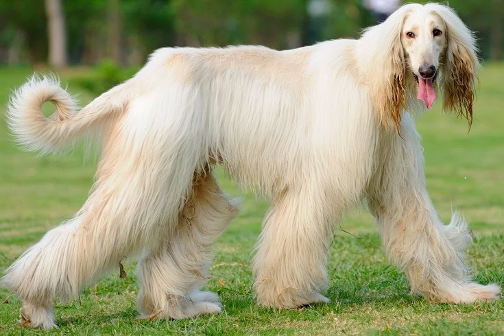 An afghan hound dog walking on the lawn_raywoo_shutterstock