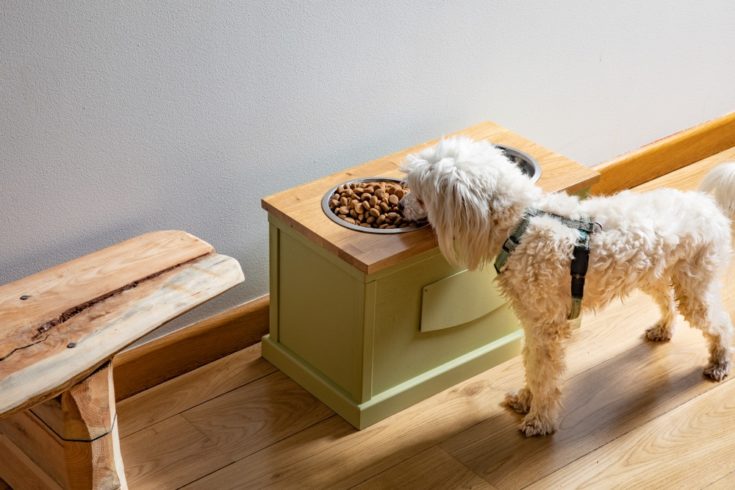 dog eating out of elevated dog bowl