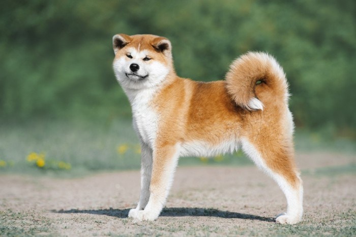 5 letter word with dog