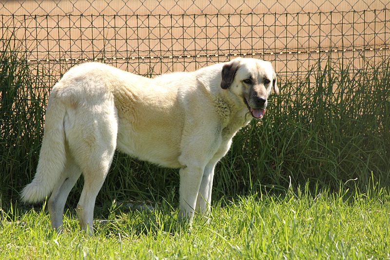Anatolian Shepherd Dog
