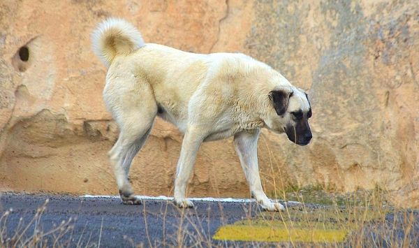 Anatolian Shepherd Dog