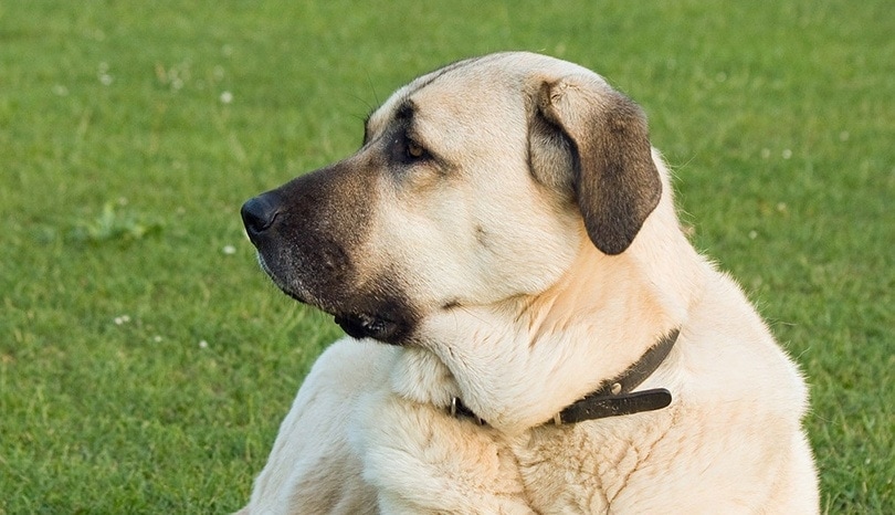 7 Turkish Dog Breeds With Pictures Facts Hepper