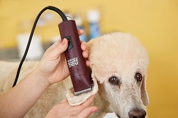 10 Best Professional Dog Clippers in 2023 - Guide & Reviews | Hepper
