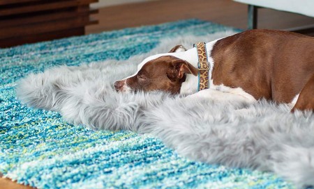 Creme Fraiche Dog Dress: The Classy Dog - Designer Dog Clothes, Luxury Dog  Beds