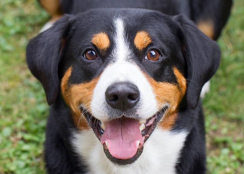 Appenzeller Mountain Dog