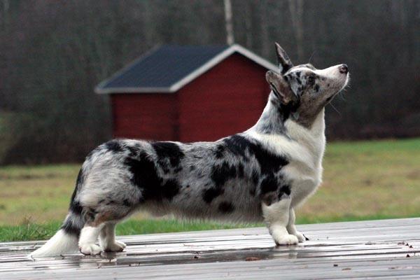 blue merle aussie corgi