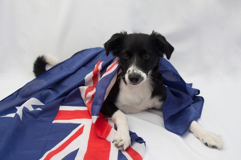 Australian dog