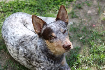 cattle dog toys