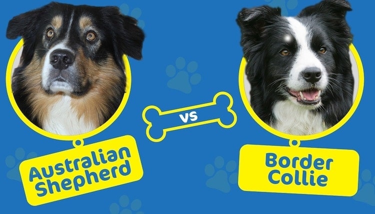 Australian Shepherd vs Border Collie