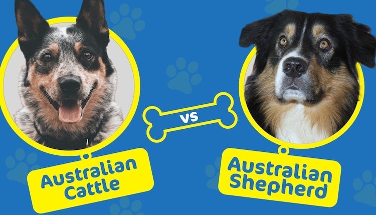 Australian Cattle Dog vs. Australian Shepherd