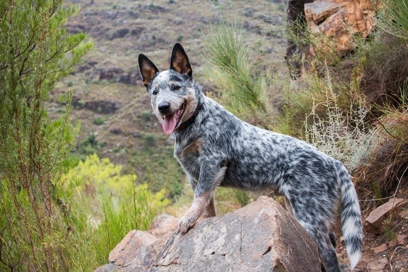 Ranch dogs hot sale for sale