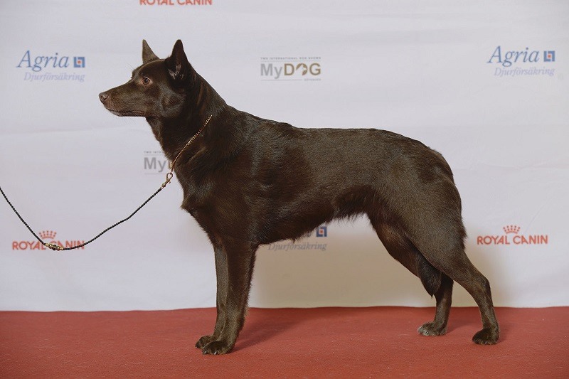 Australian Kelpie