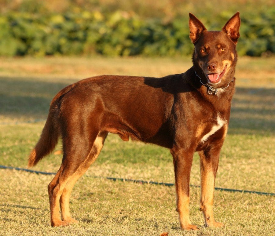 can a australian kelpie live in australia