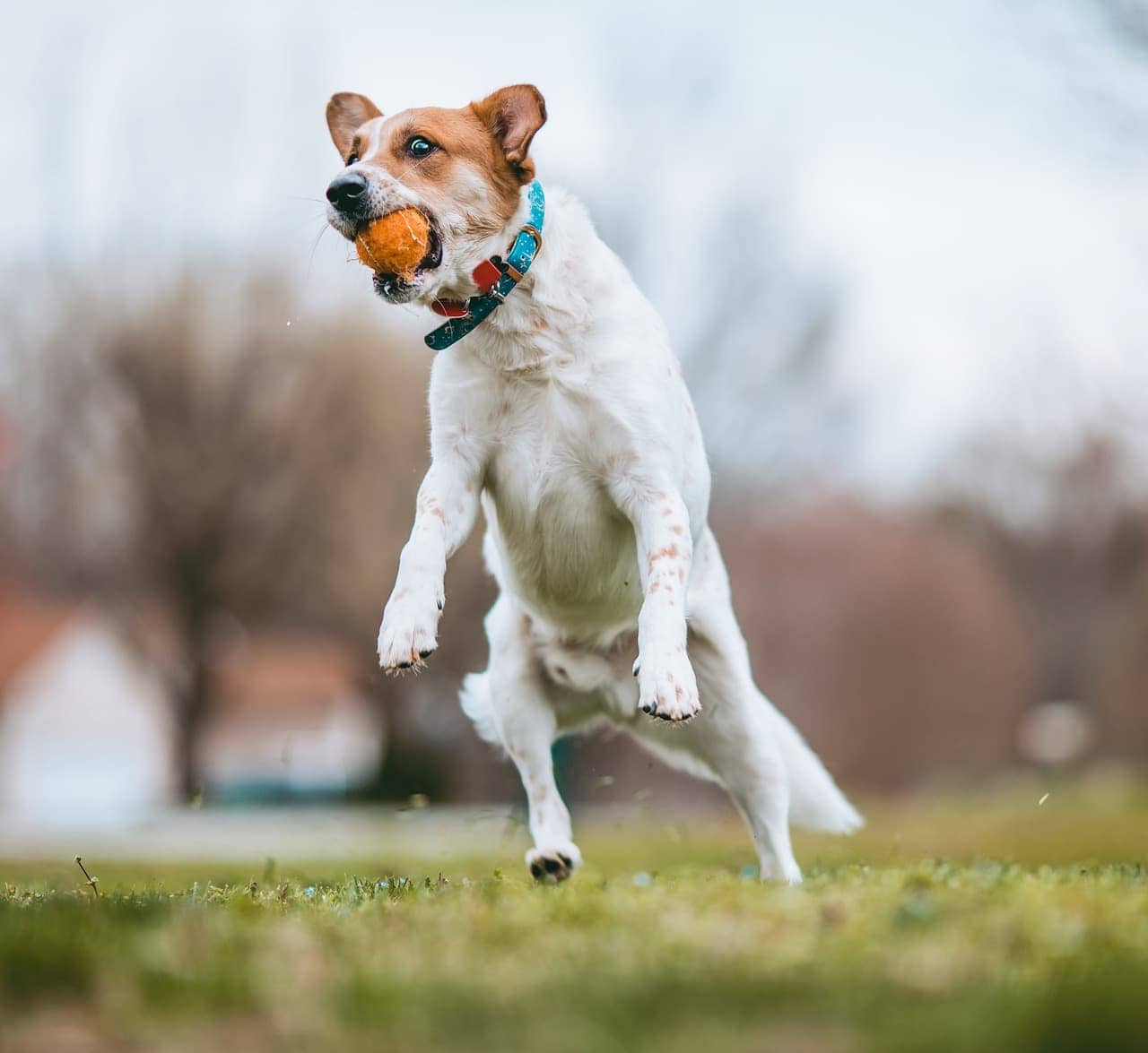 How High Can Little Dogs Jump