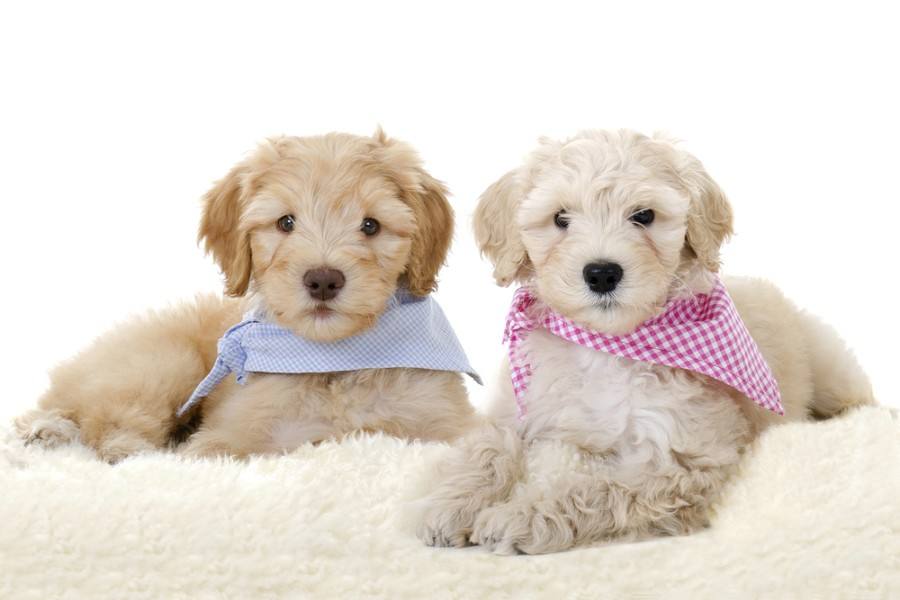 Australian Labradoodle puppy