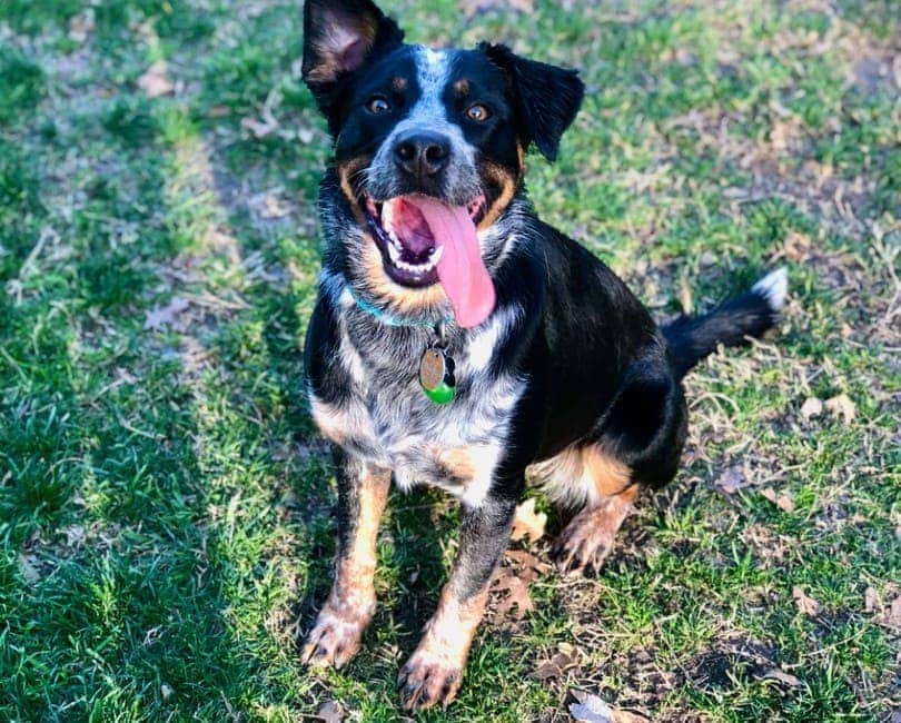 Australian Shepherd & Blue Heeler Mix