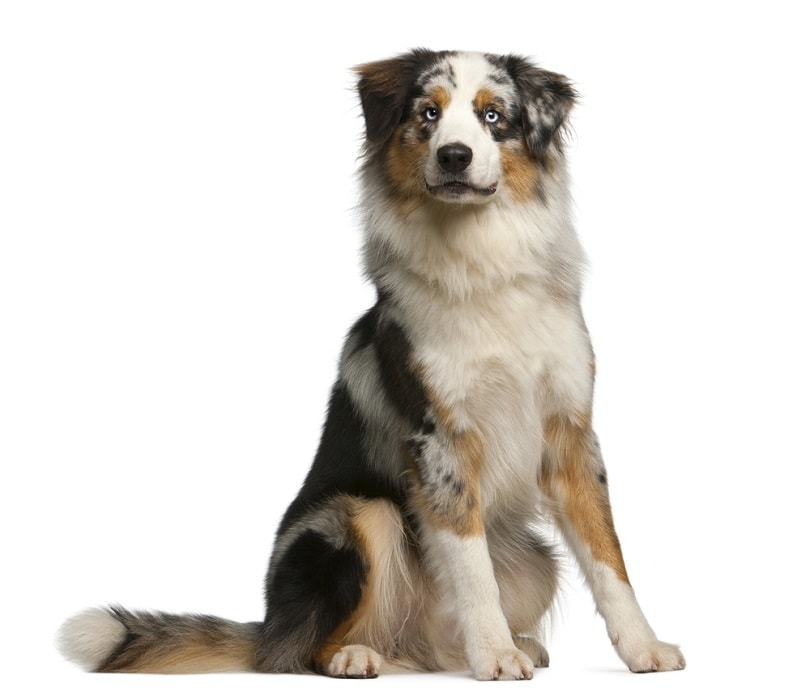 Australian Shepherd dog, 12 months old_Eric Isselee_shtuterstock