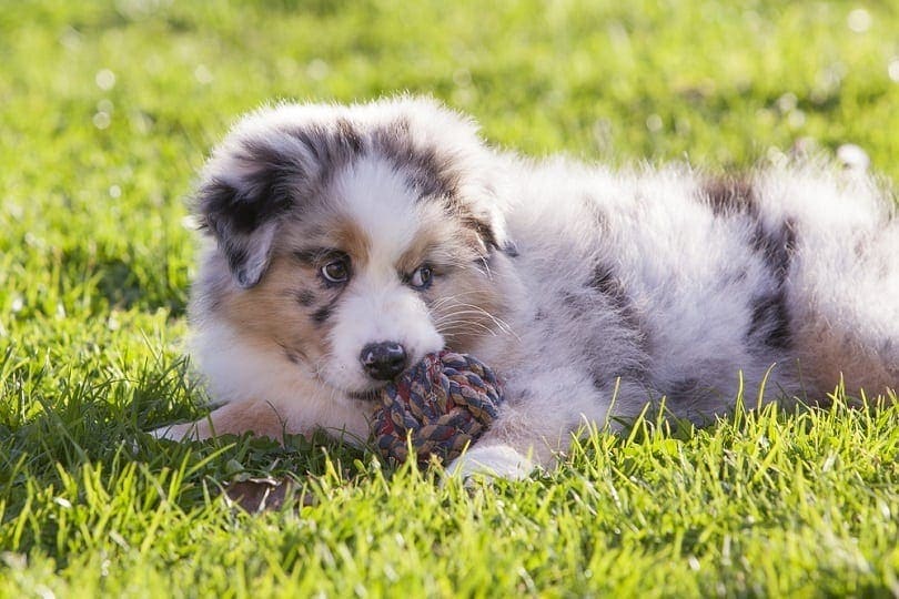 what to feed a australian shepherd